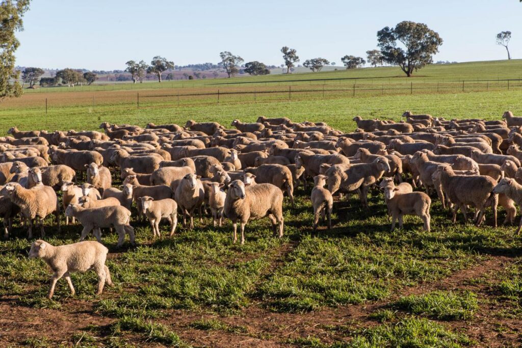 Lambs on Fabstock supplement