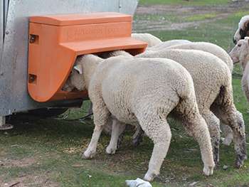 Advantage Feeder