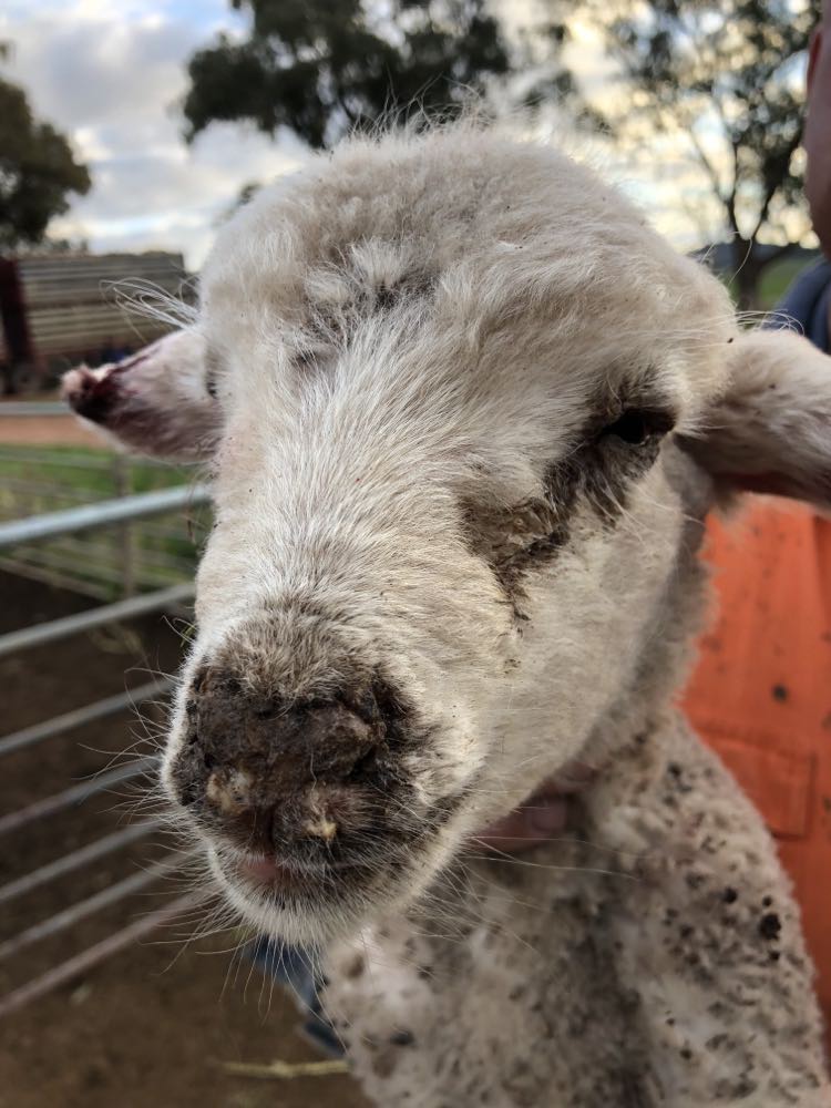 Photosensitisation in Sheep