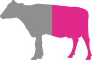 Cattle